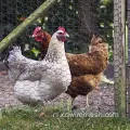 Green groene kippengaas met gegalvaniseerde kern